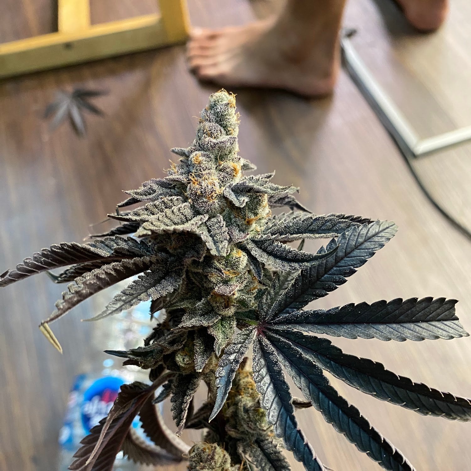 Weed Smith