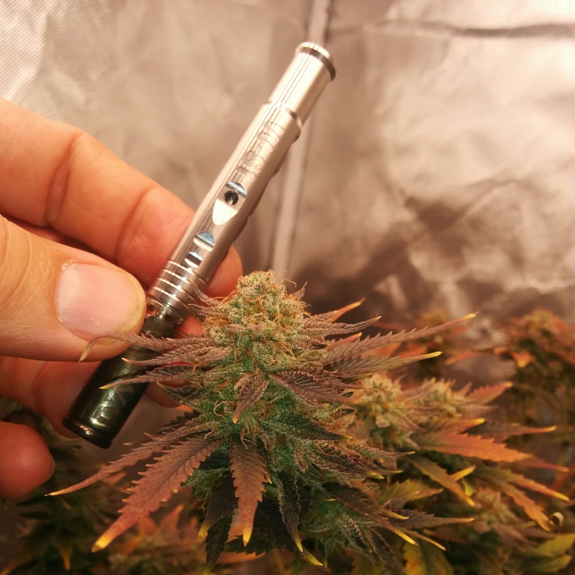 Weed Shop Magic Cannabis Th