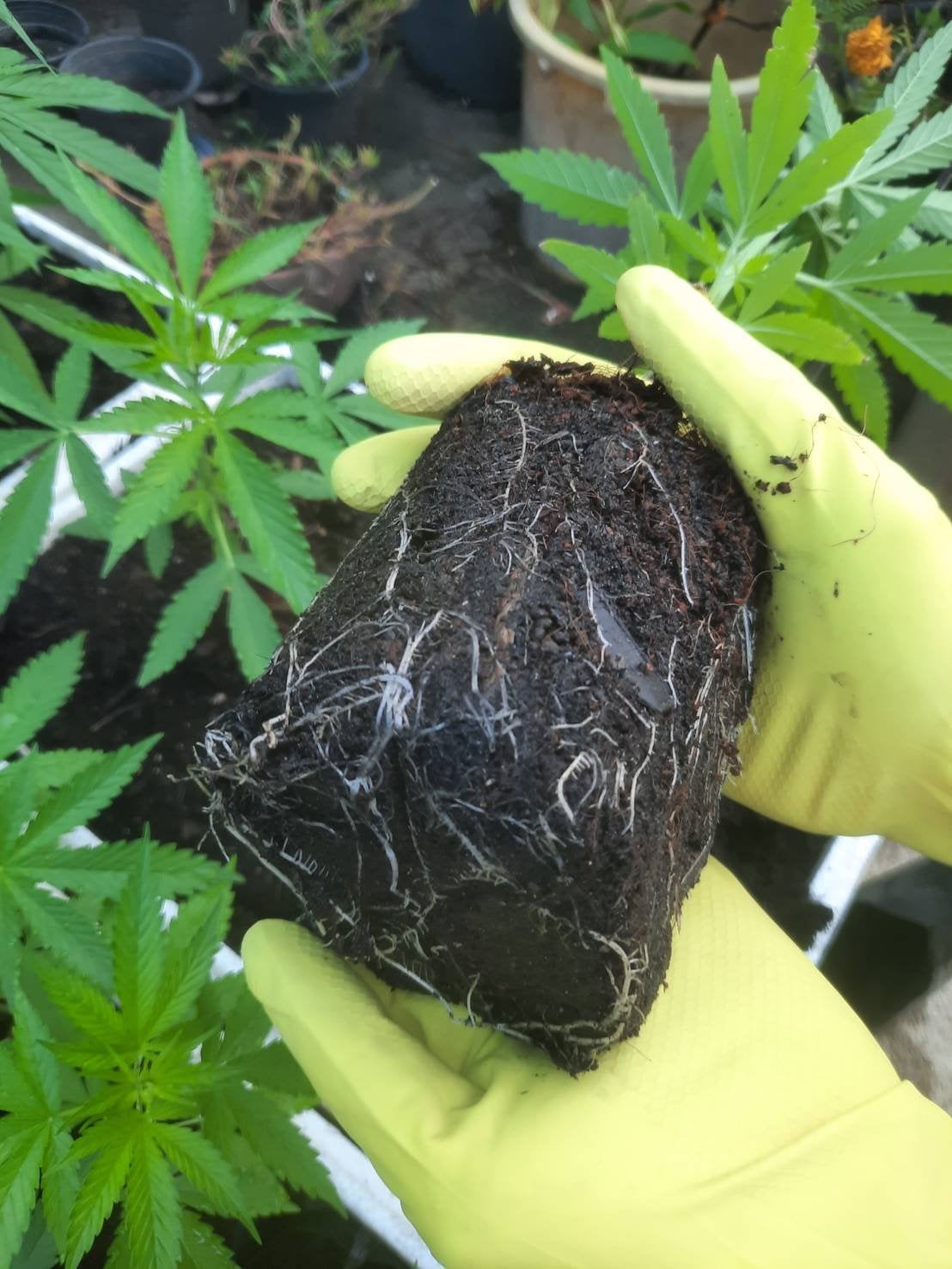 Pa Sang Seedlings