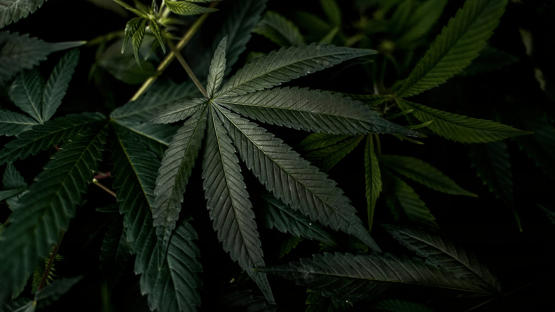 Cannabis Social Club Freiburg