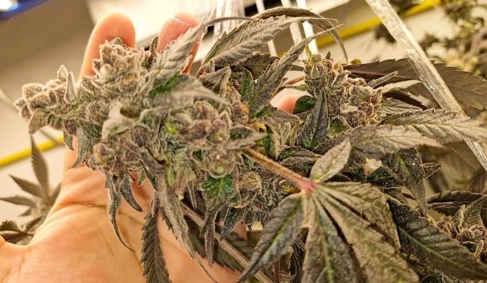 Happy Island OG by.Klong Nin2