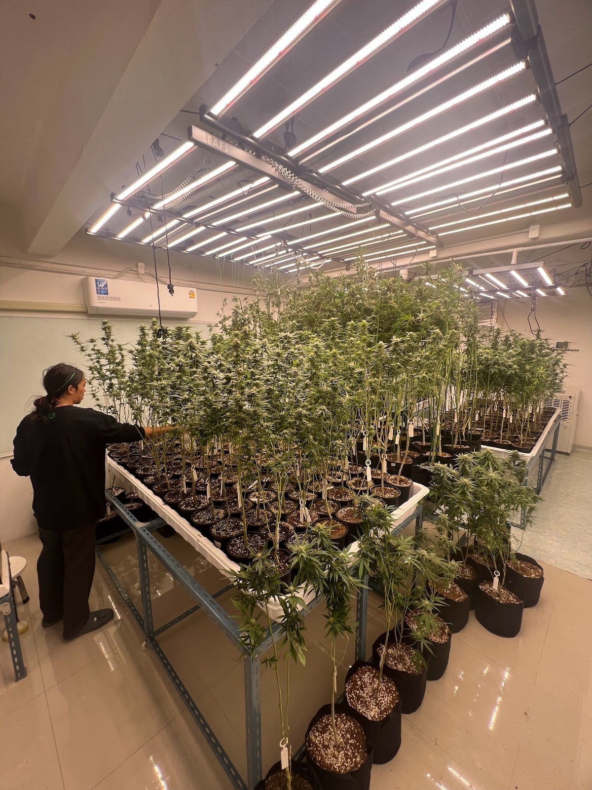 CannaBoomLand