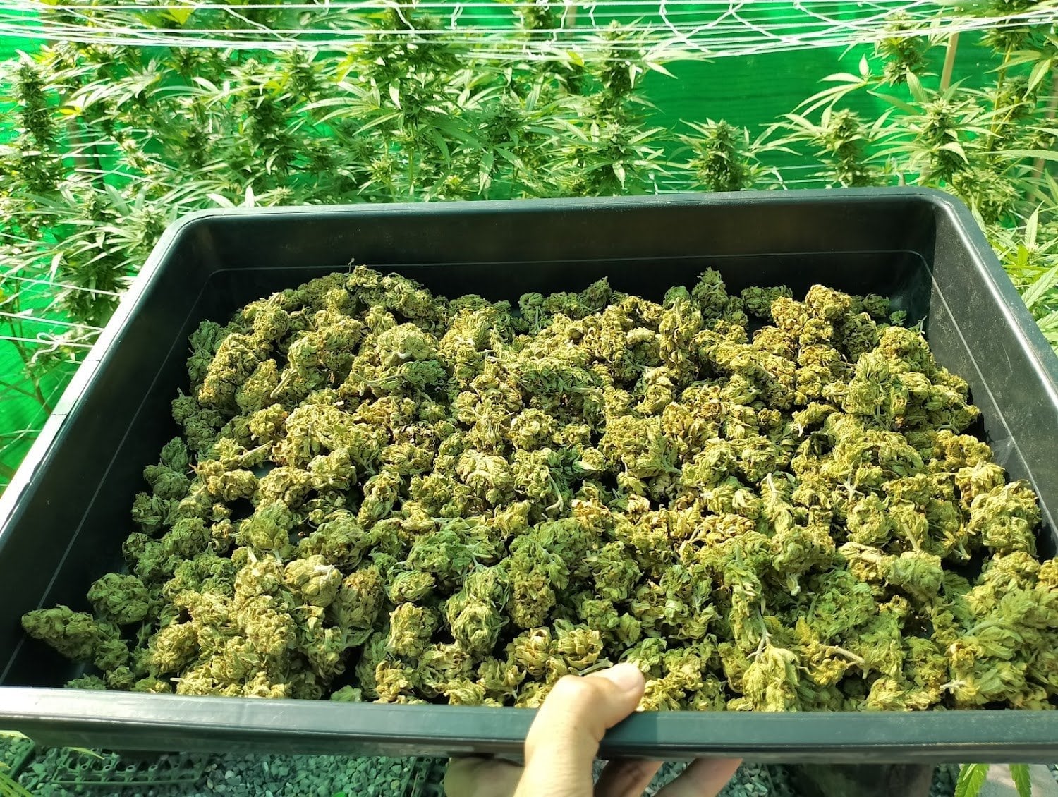 Weed By Hand