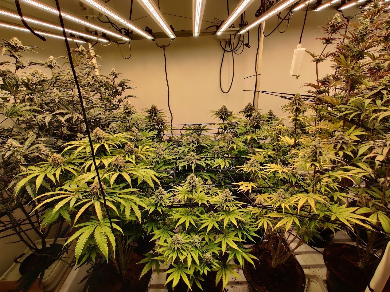Genetics Line