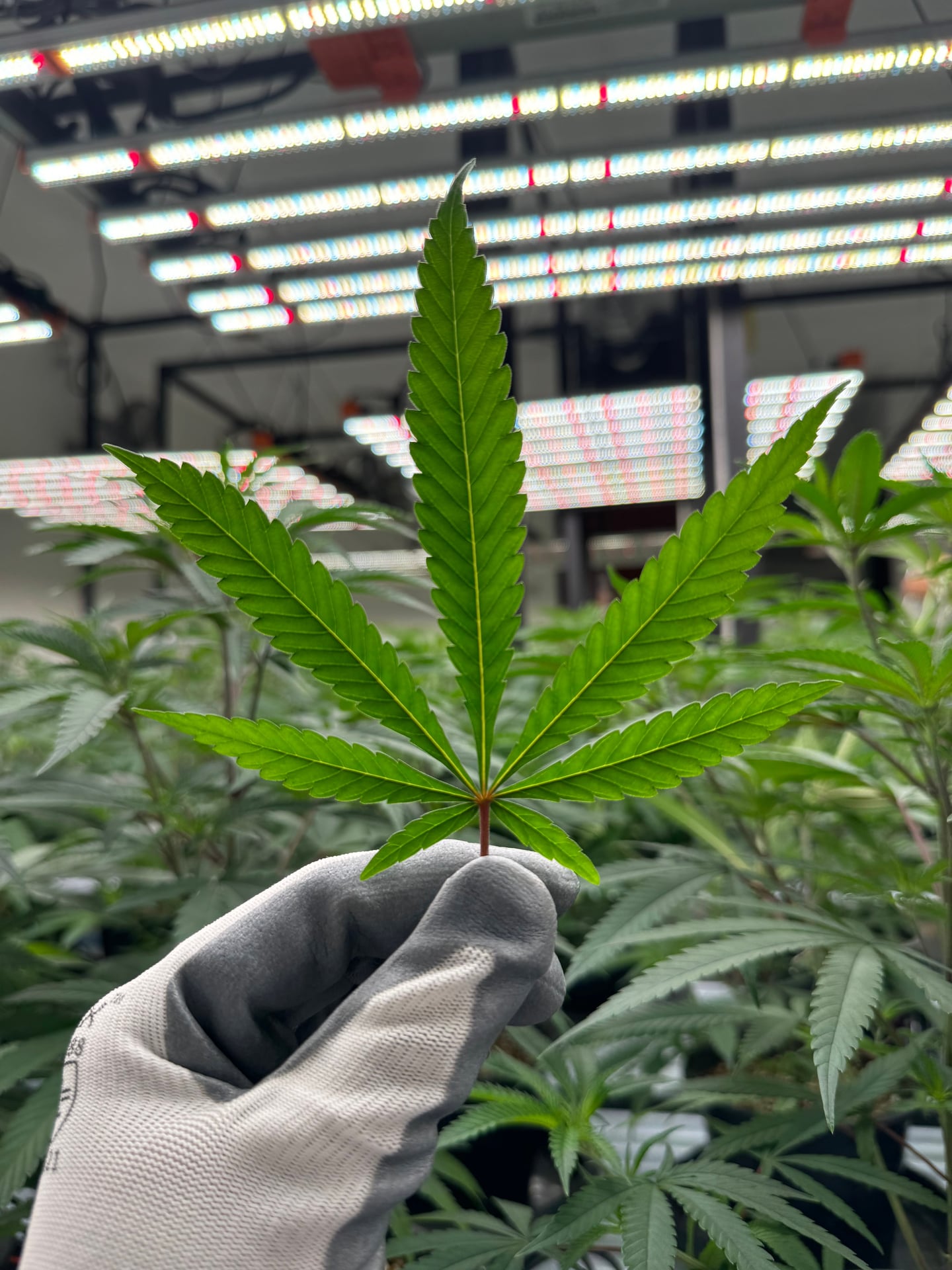Grow4U