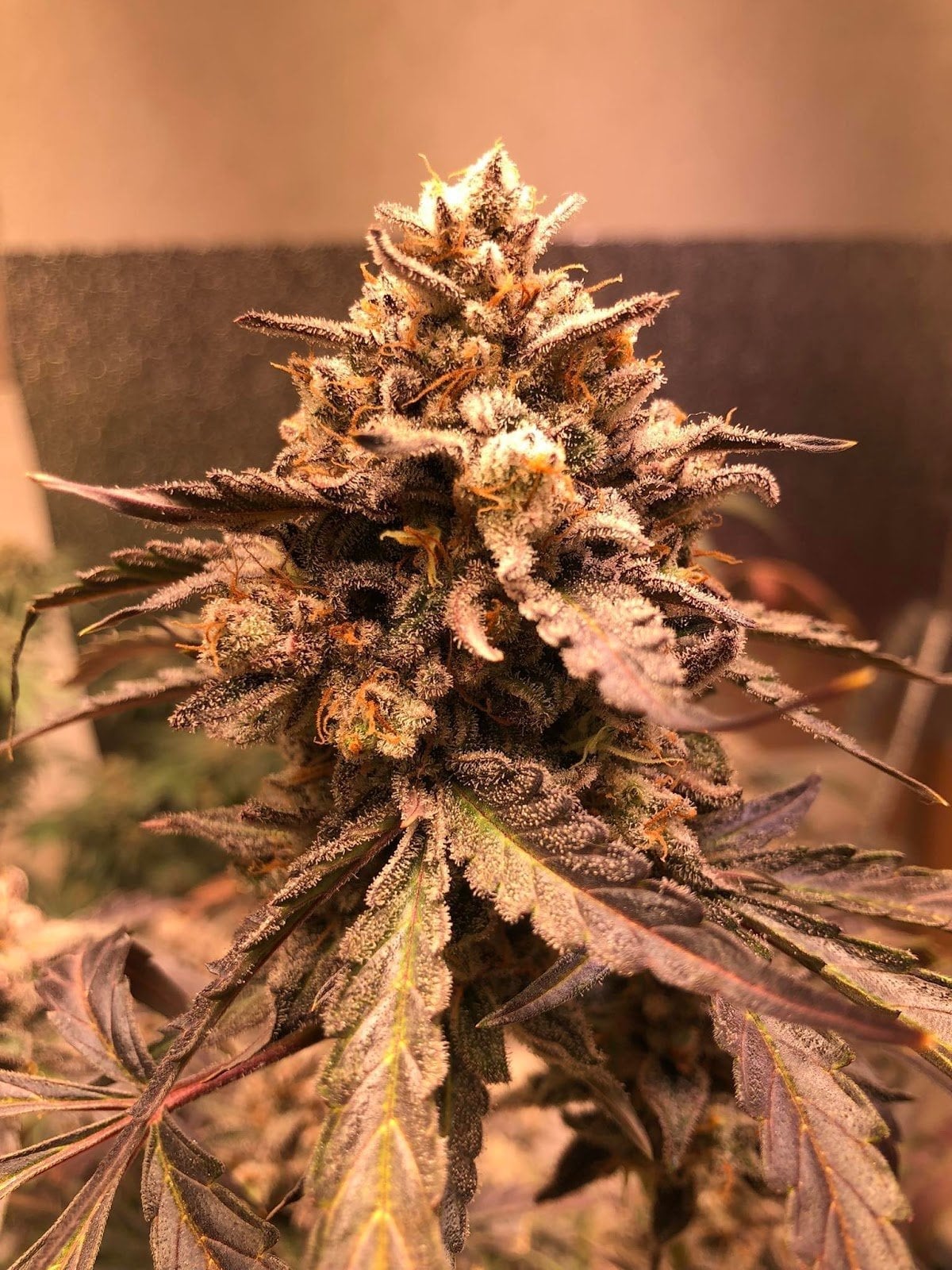 The Exotic