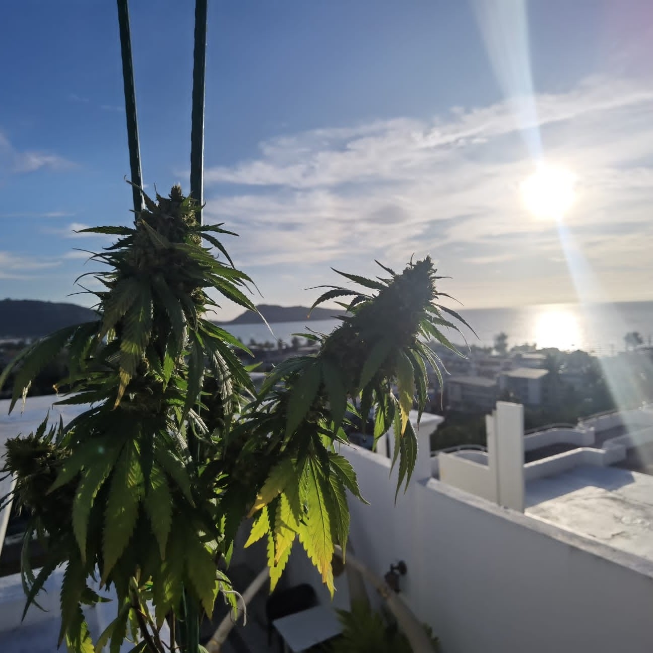 Cannabis Premium Organic Shop Le Versace