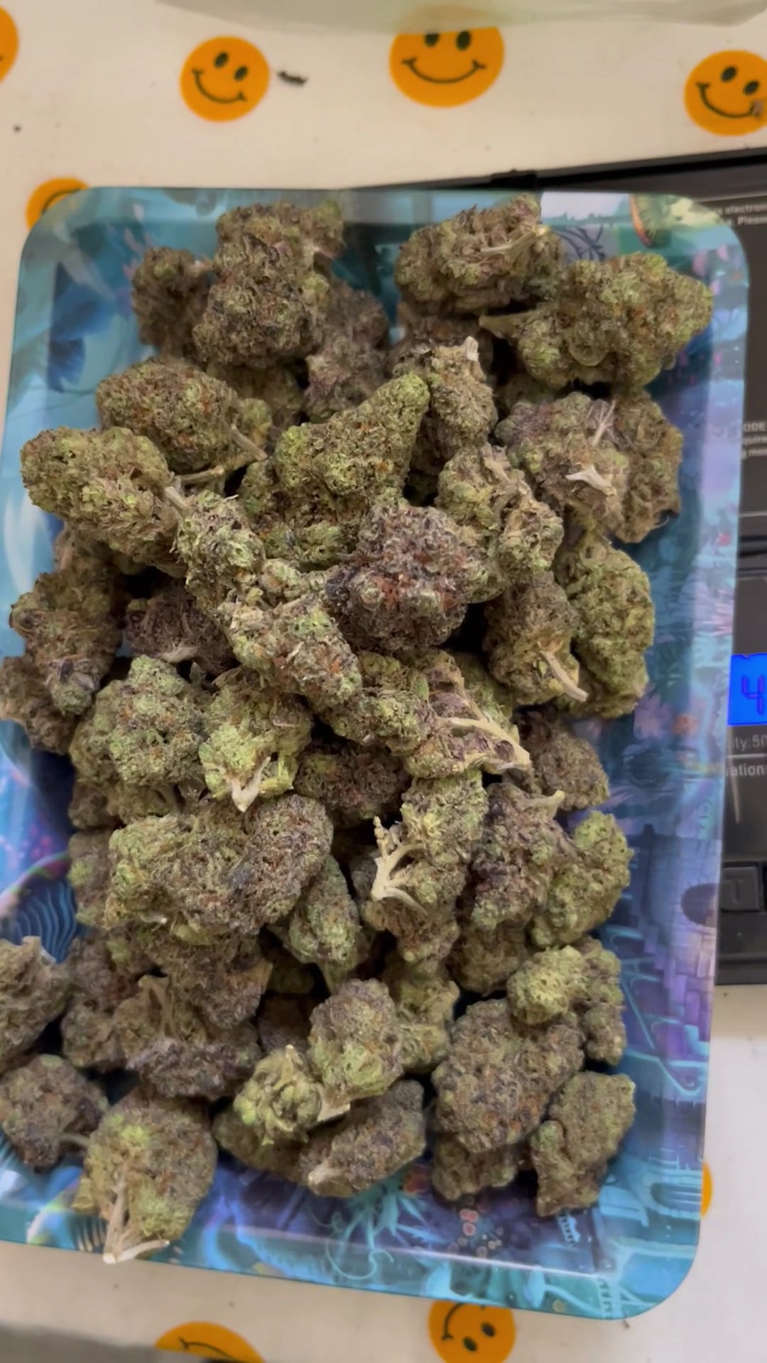 Jack Herer Salok Bat