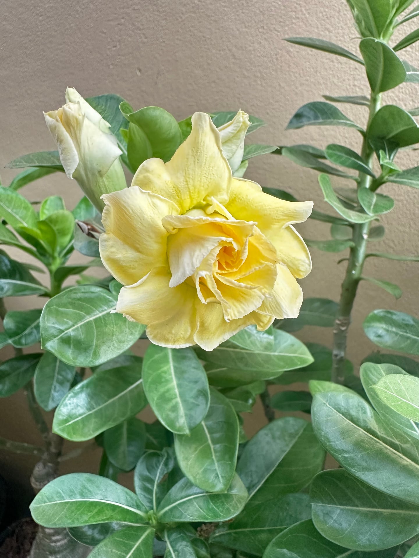 PT Garden