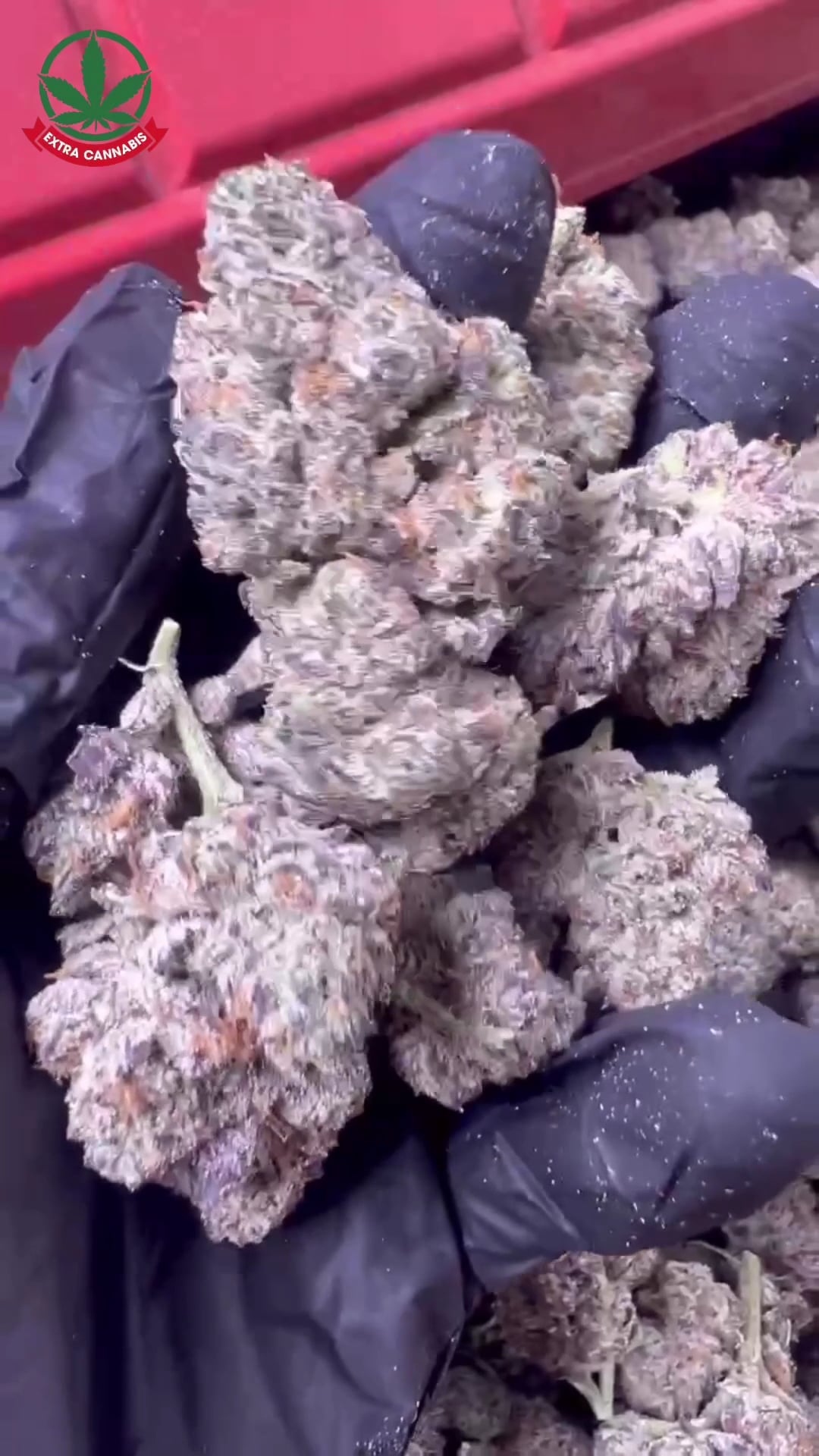 Extra Cannabis