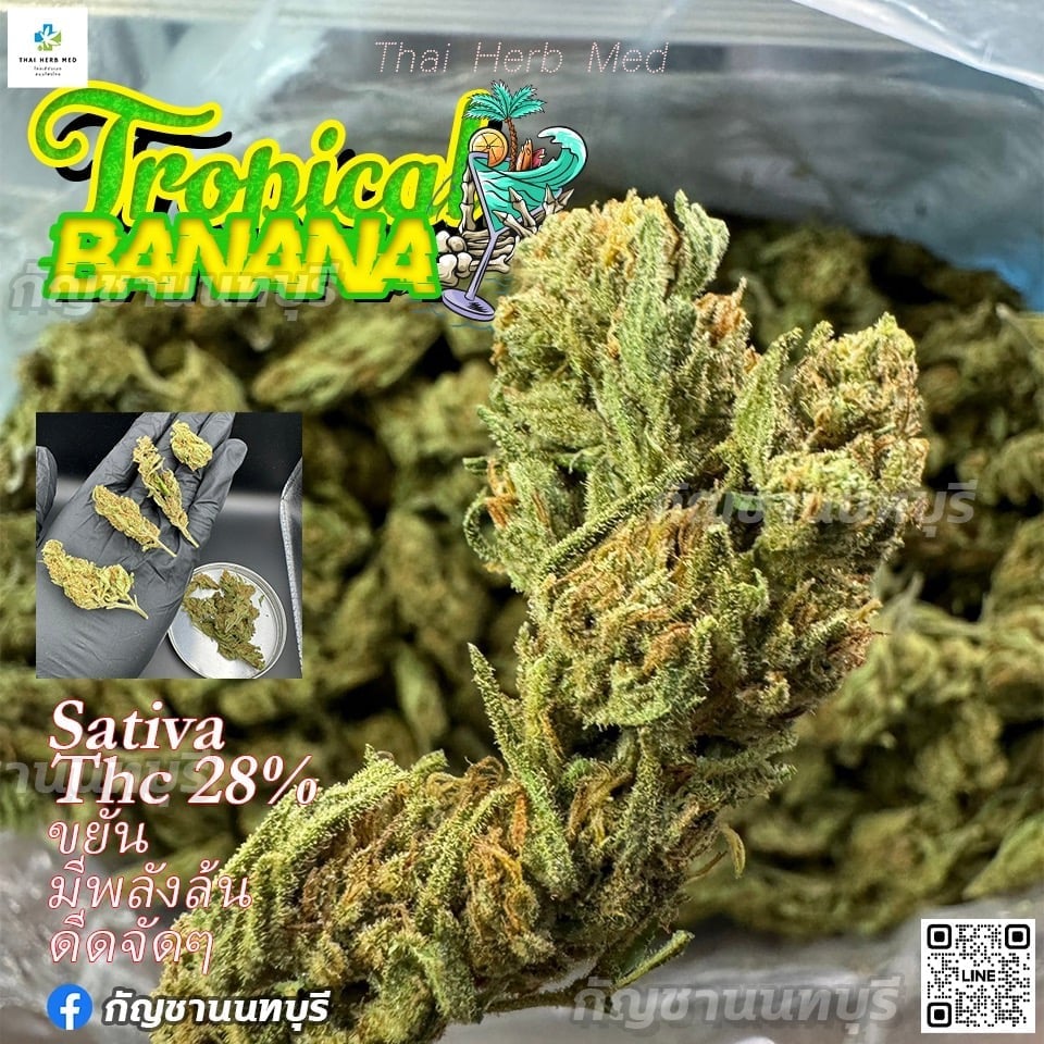 Premium Brick Weed