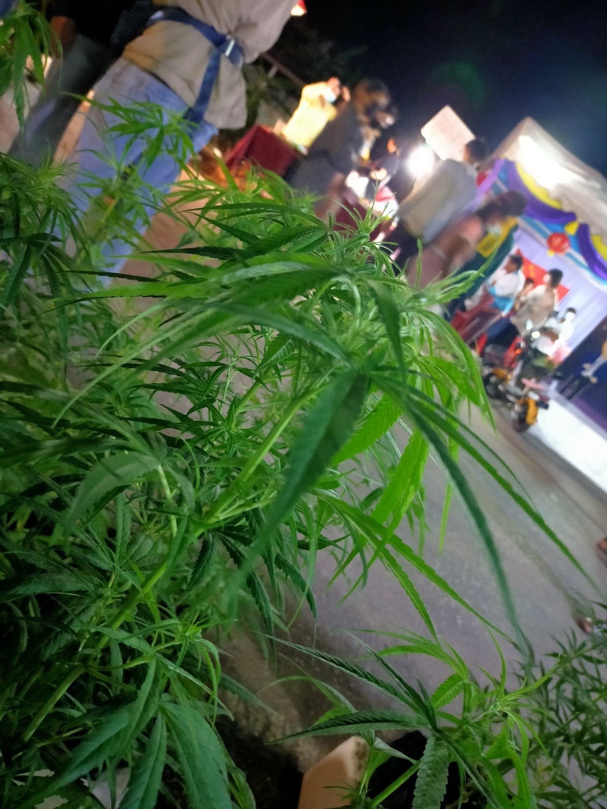 G.Autoseeds