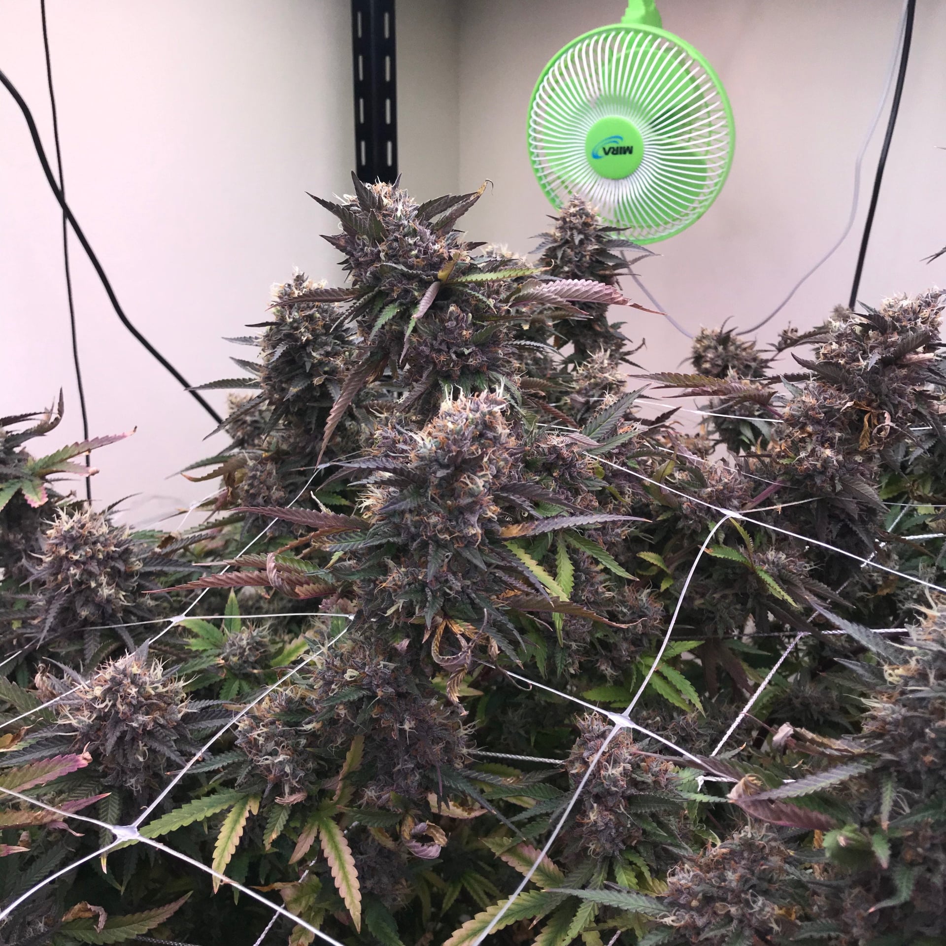 Weedman Phuket