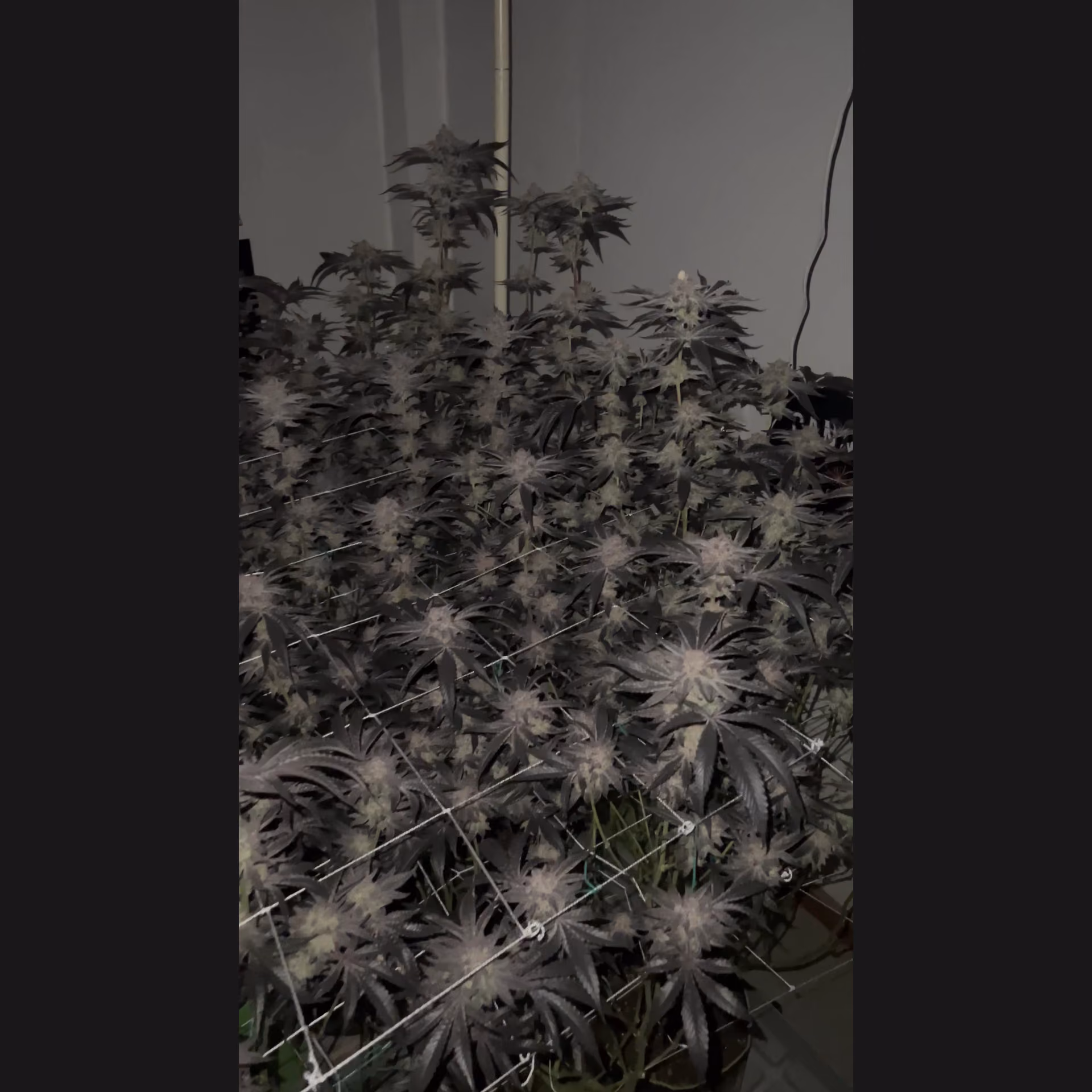 Cannabis Social Club Cannabis Shop Nan Logo
