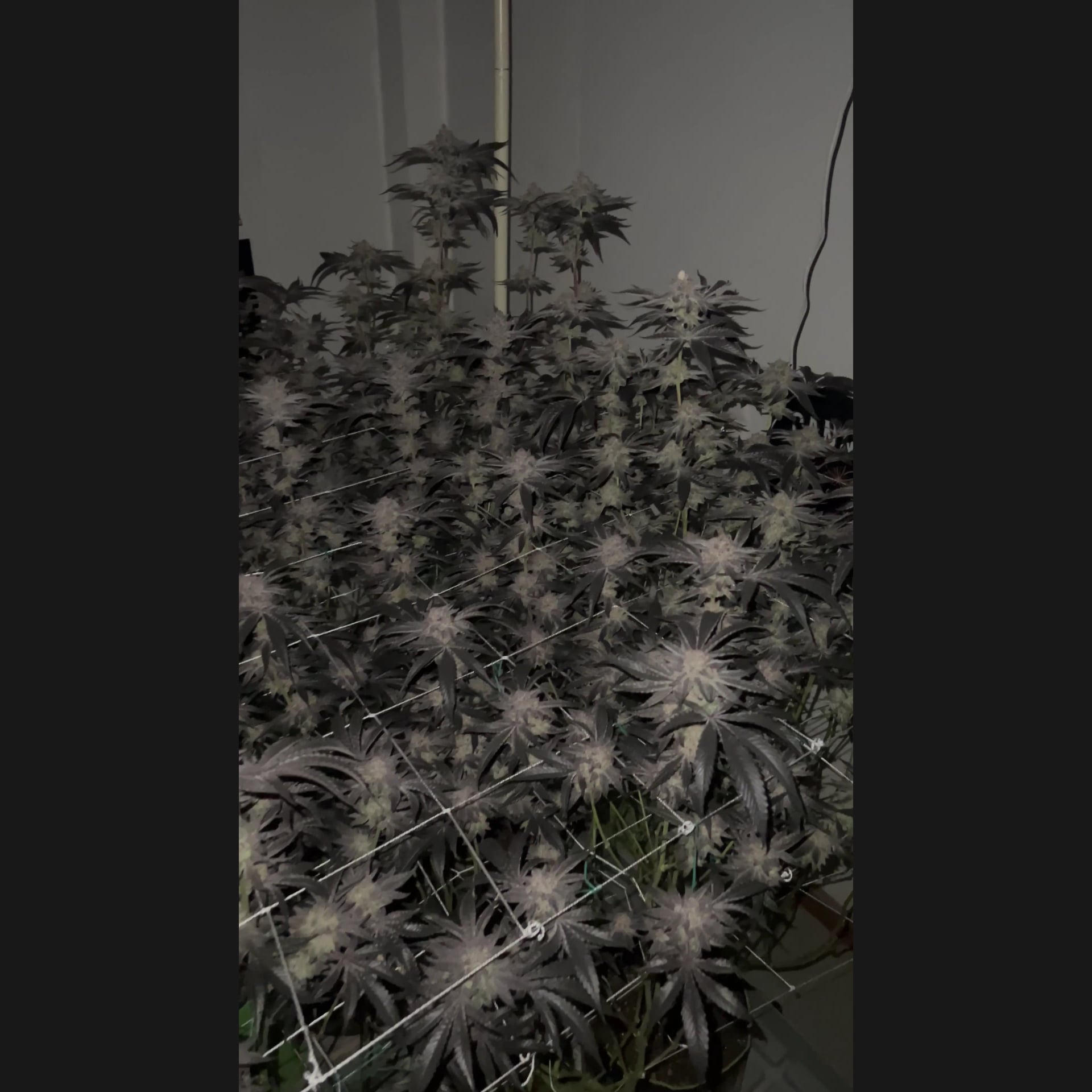 Cannabis Shop Nan logo