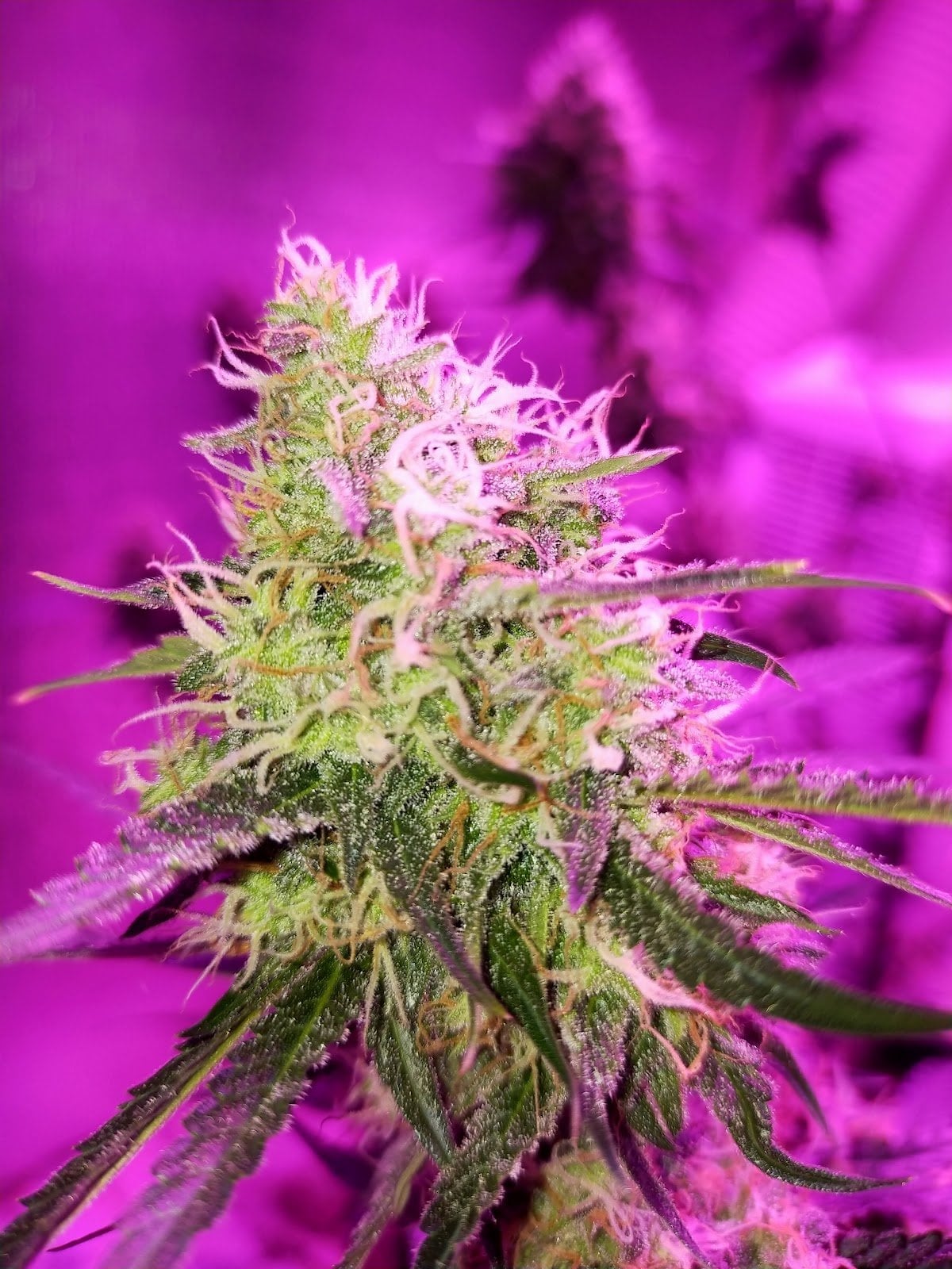 G.Autoseeds