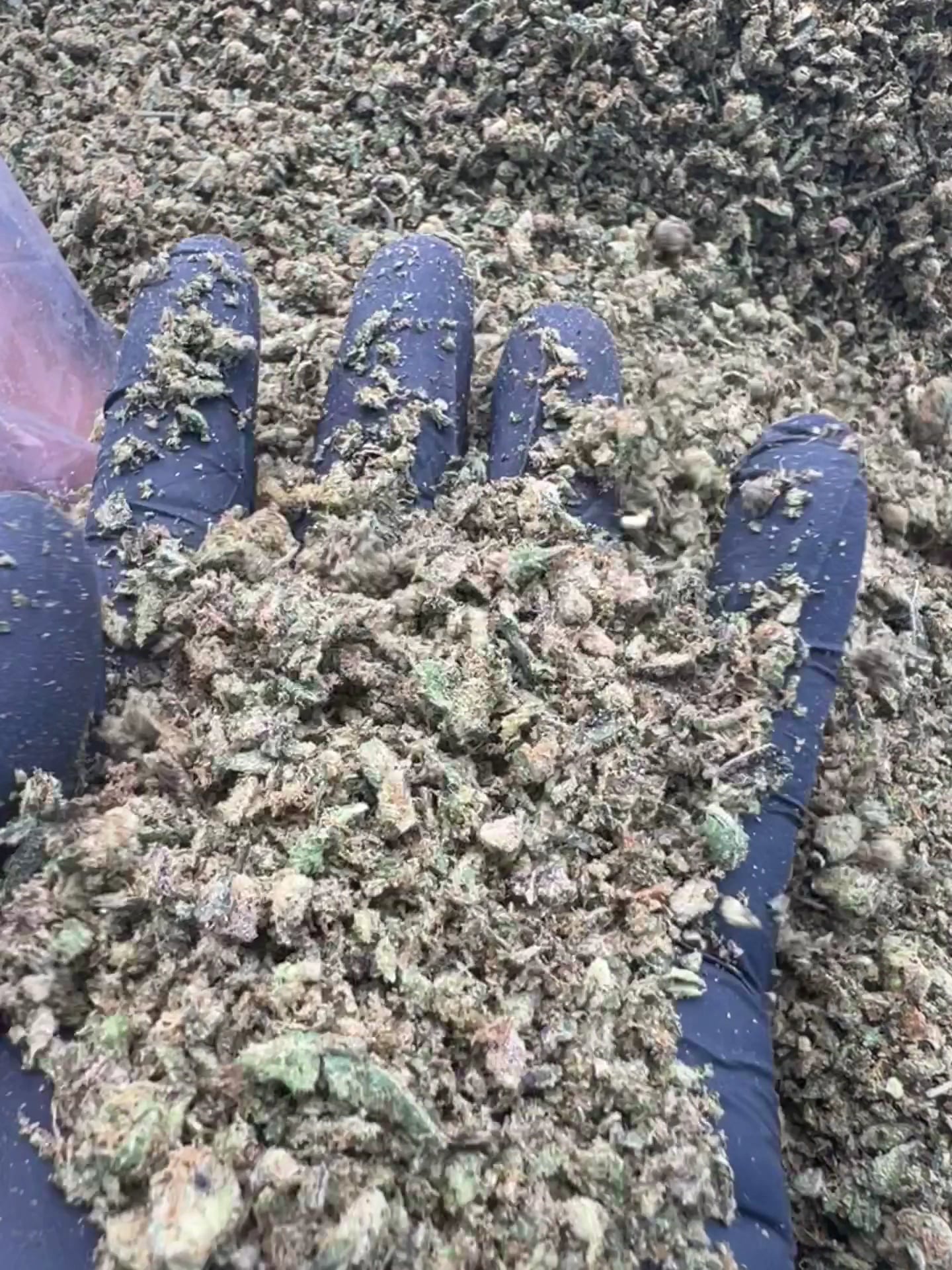 F1qp Cannabis