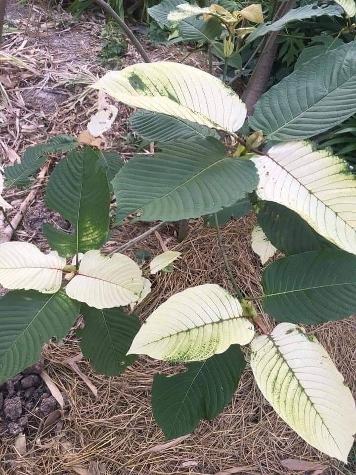 Kratom Cannabis Research Center