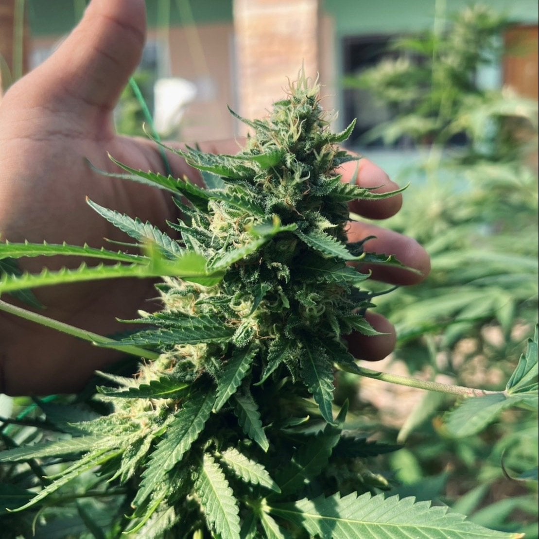 Surat OG