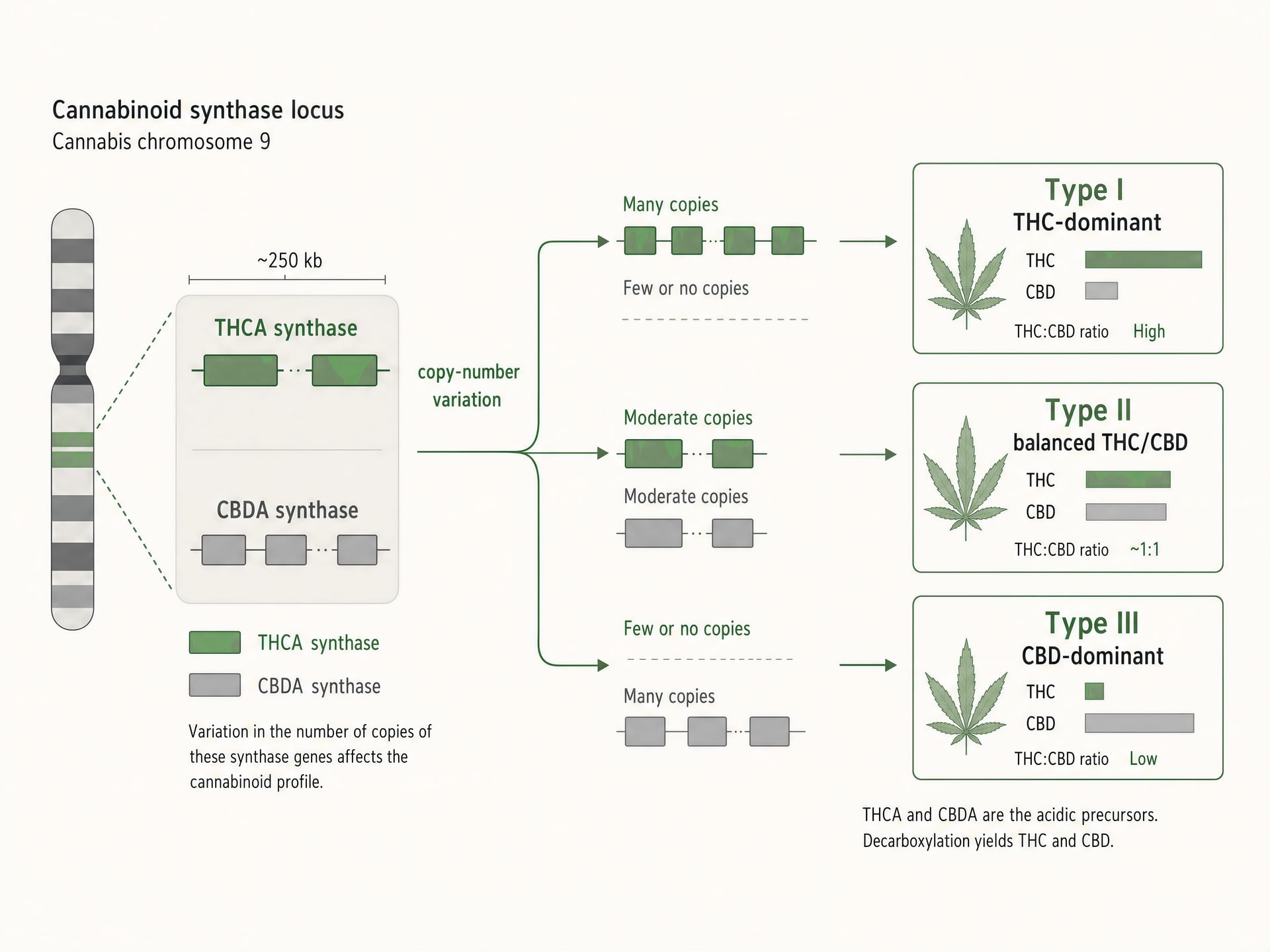 Schematic showing cannabinoid synthase genes linked to Type I, Type II, and Type III chemotypes