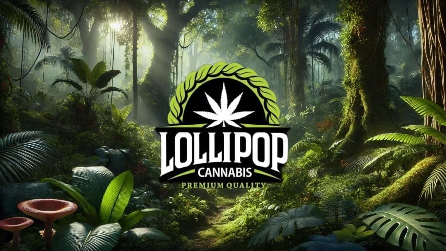 Lollipop Cannabis Dispensary Pattaya Branch