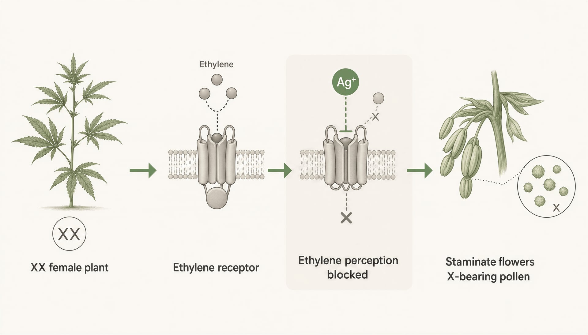 Schematic showing silver ions blocking ethylene perception in a female cannabis plant and inducing male flowers.
