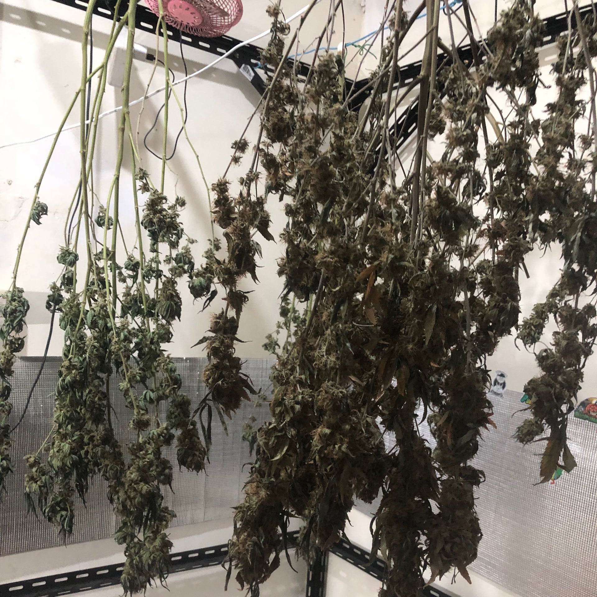 Nori Cannabis Way