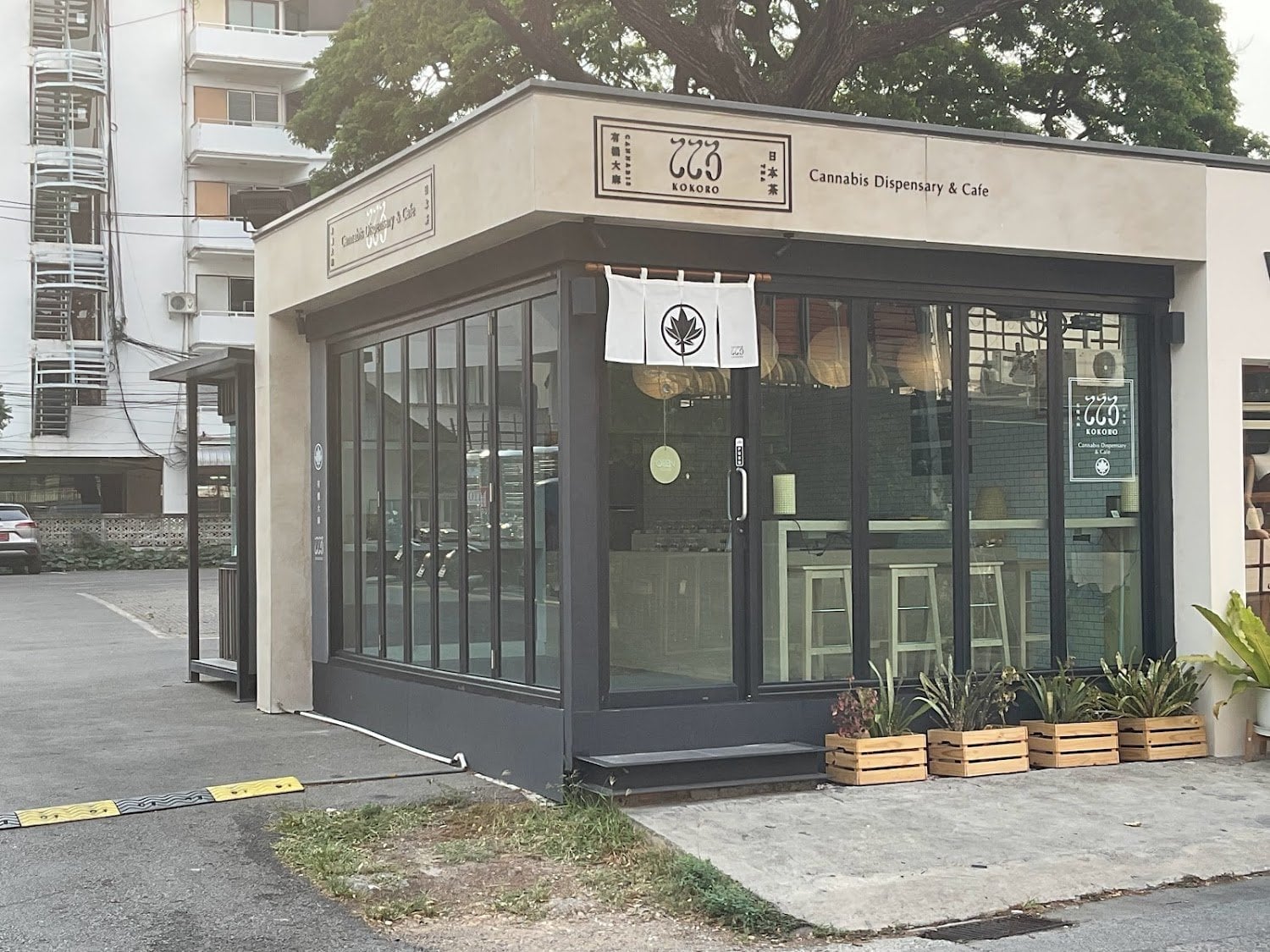 Kokoro: Weed Cafe Bar:cannabis ChiangMai