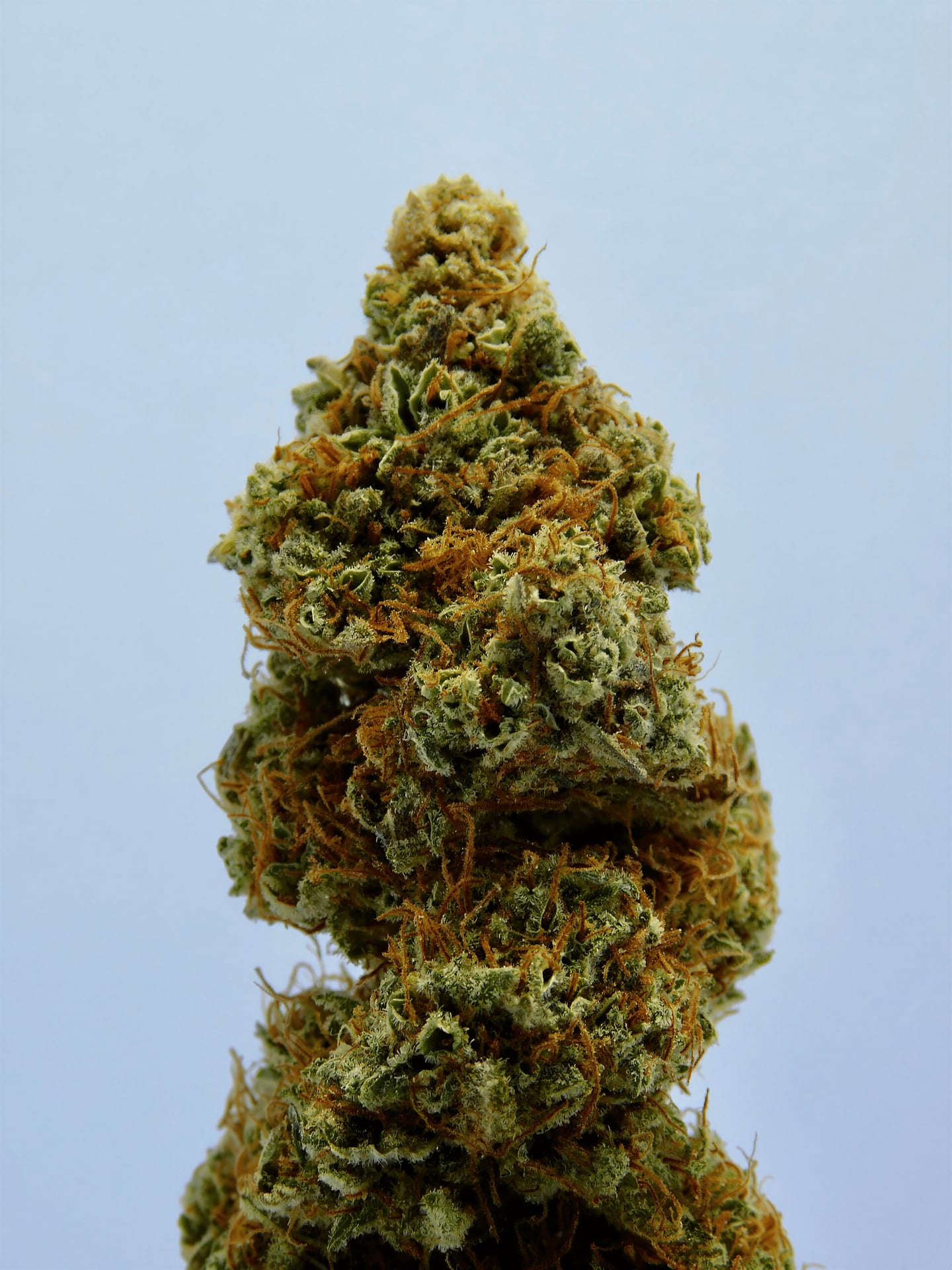 Cannabis Club Wattenscheid e.V
