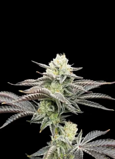 The Right Global Trading Co.,Ltd. RGTcannabis Farm