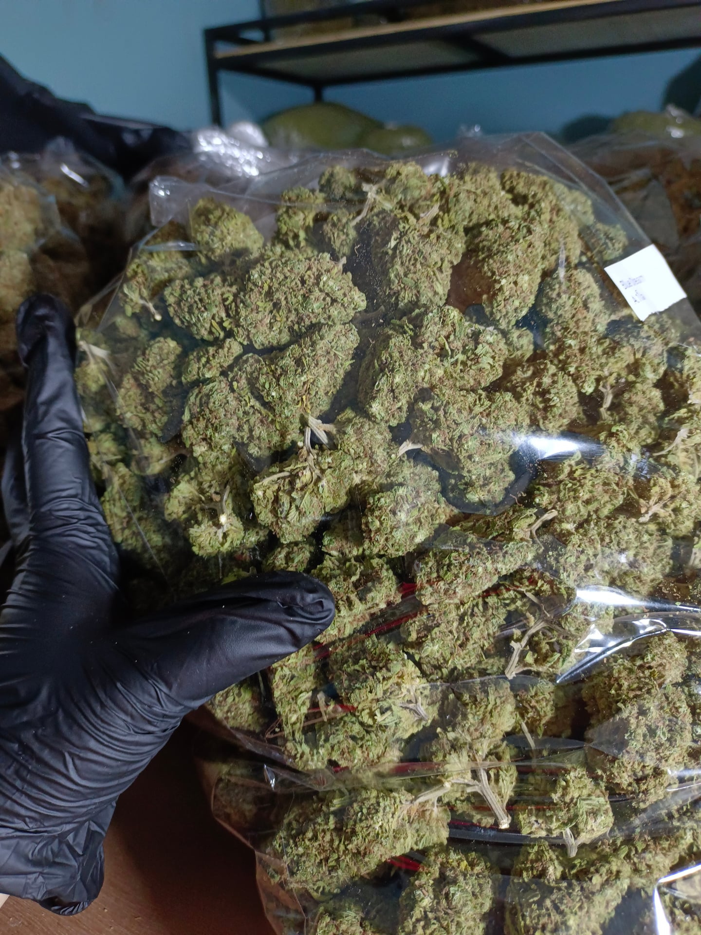 Lords Of Weed