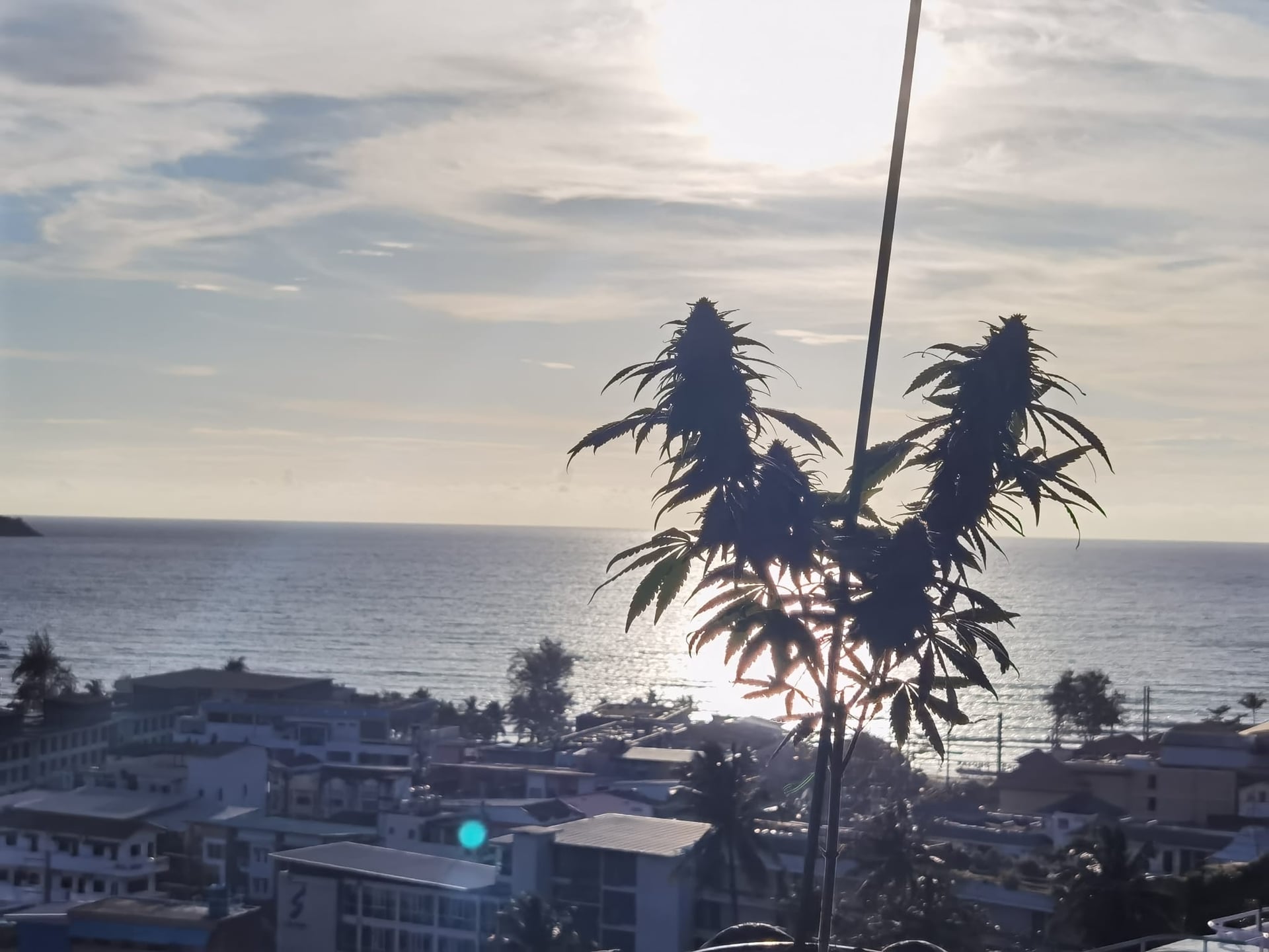 Cannabis Premium Organic Shop Le Versace