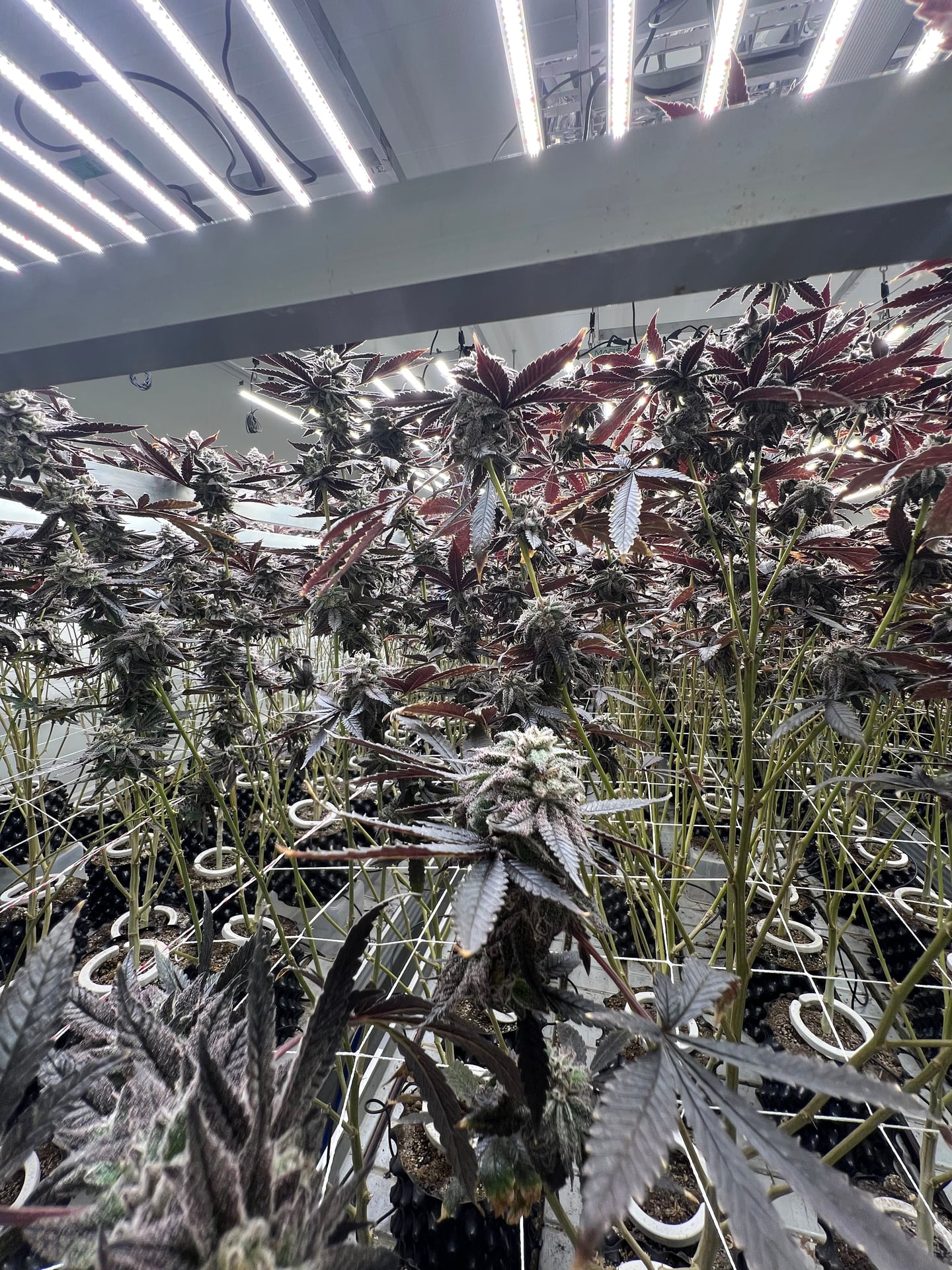 F1qp Cannabis