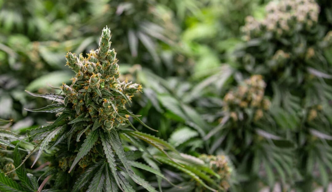 Cannabear