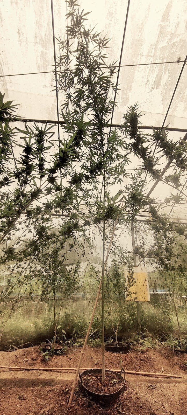 Agricultural Productivity Efficiency Increasing Learning Center
