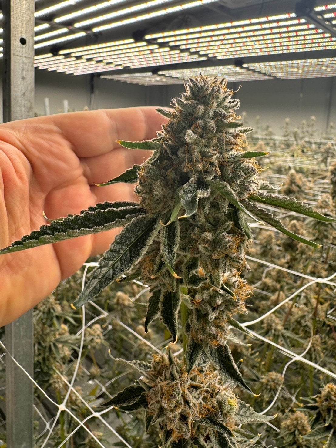 MCC Medical Cannabis Center