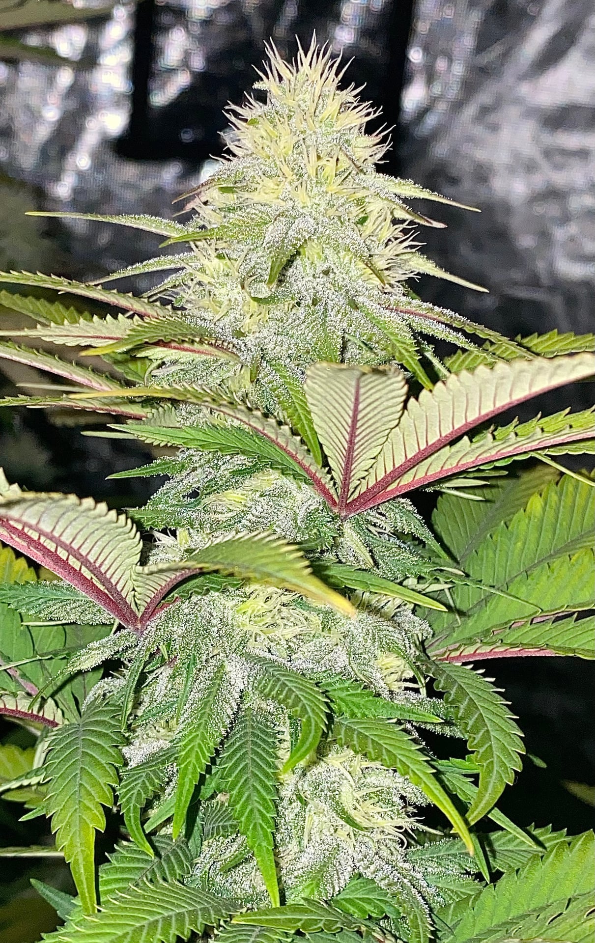Blaze Mary Cannabis