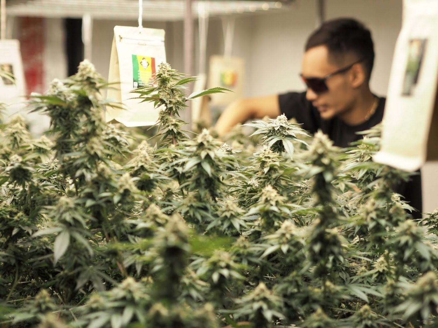 Yaksa Grower Store Cannabis