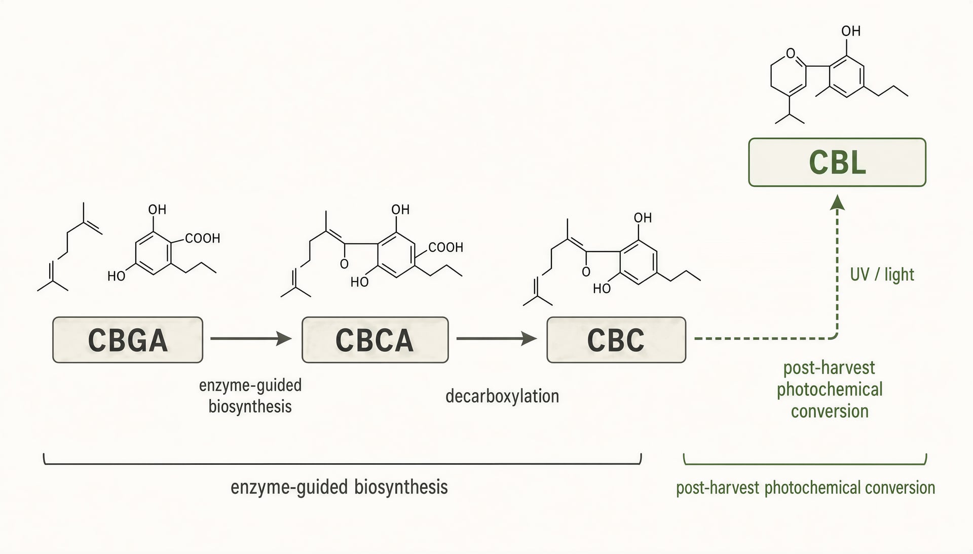 Diagram showing CBGA becoming CBCA, then CBC, with UV light converting CBC into CBL after harvest.