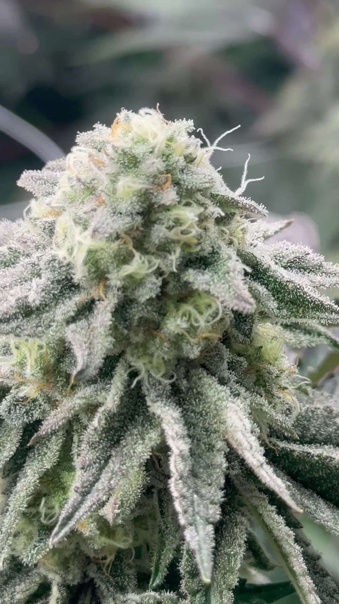 Andaman Genetics - Cannabis Dispensary & Social Club Ao Nang