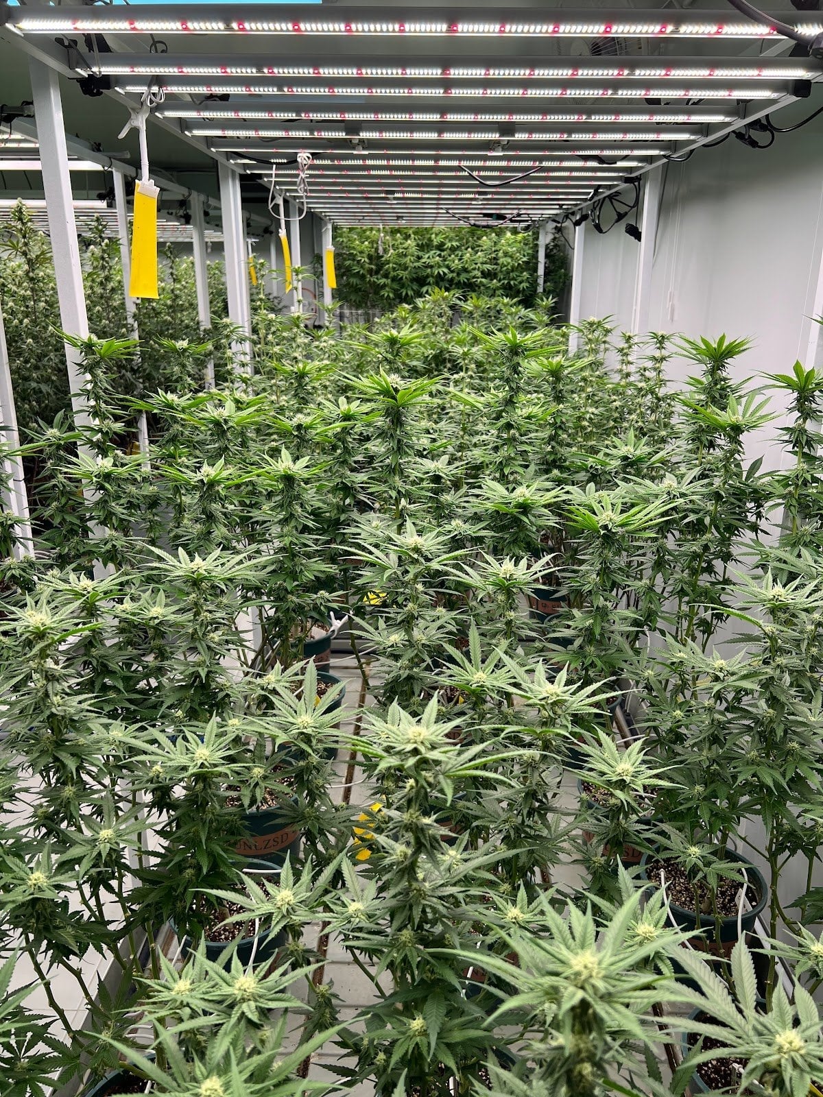 Godzilla Farm