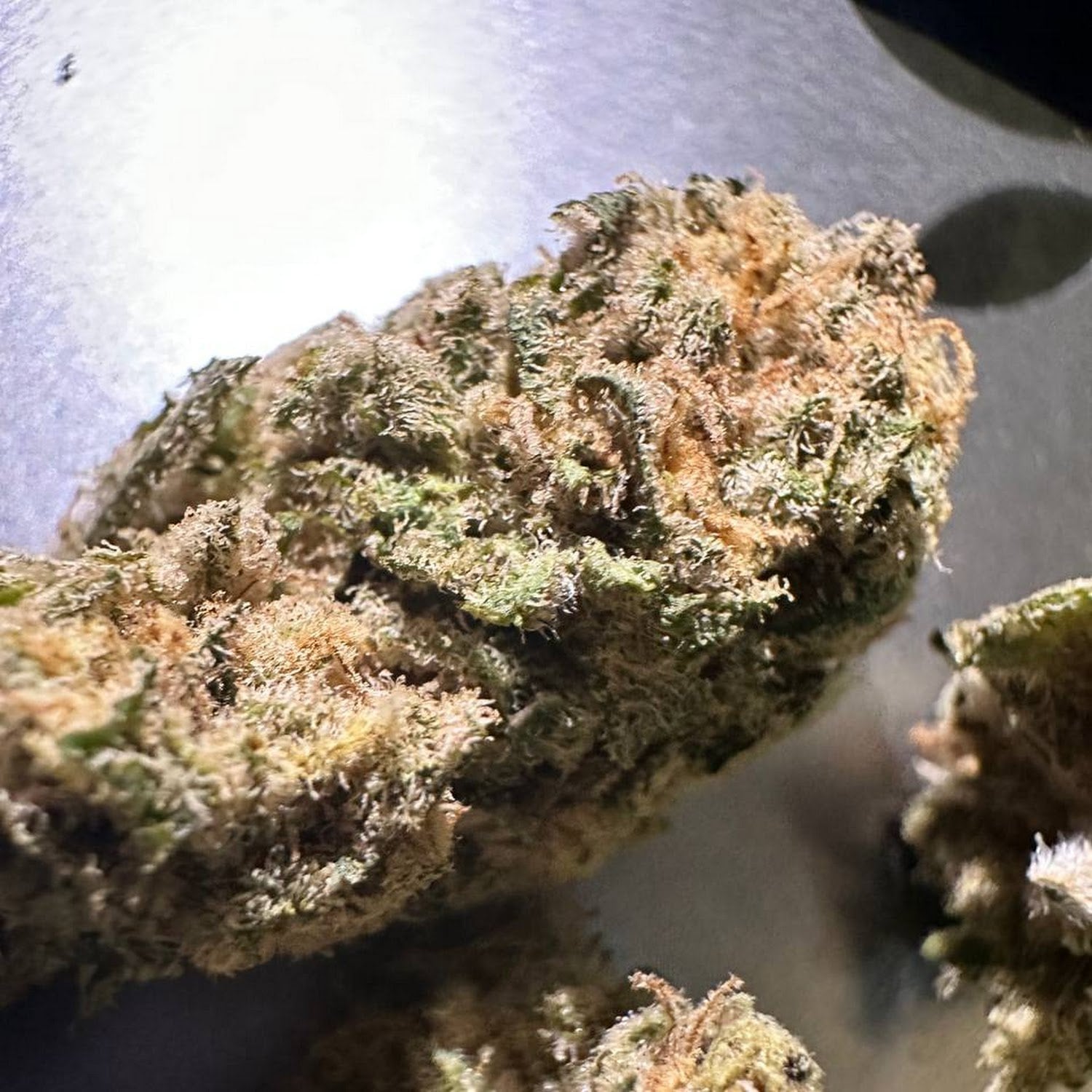 Mr.weed Seed