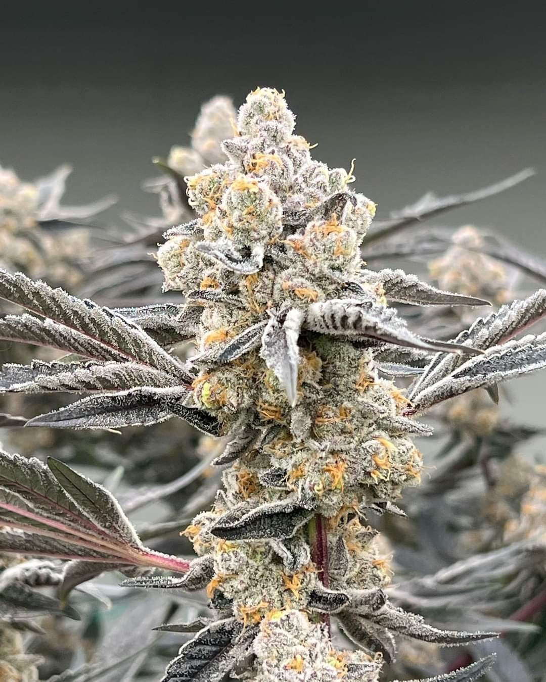 High Mai ? Cannabis Weed Cafe