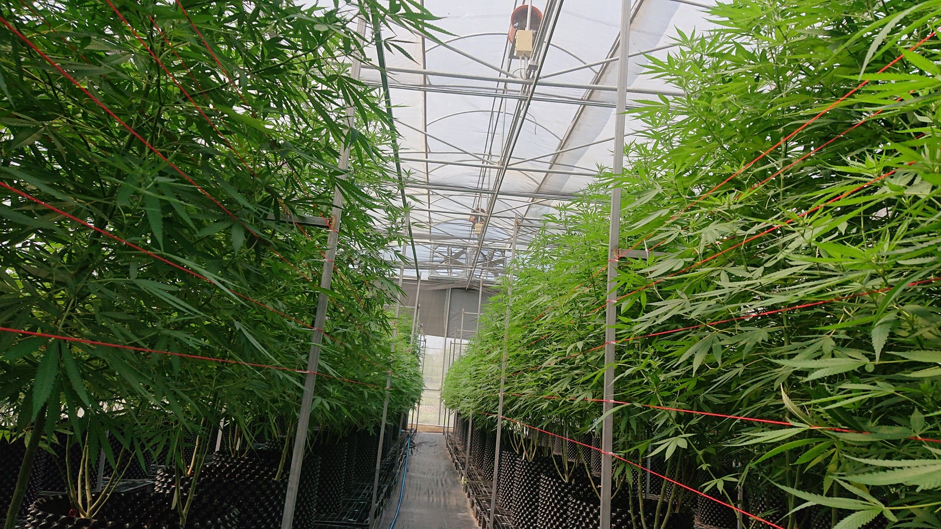 Innoleaf Valley