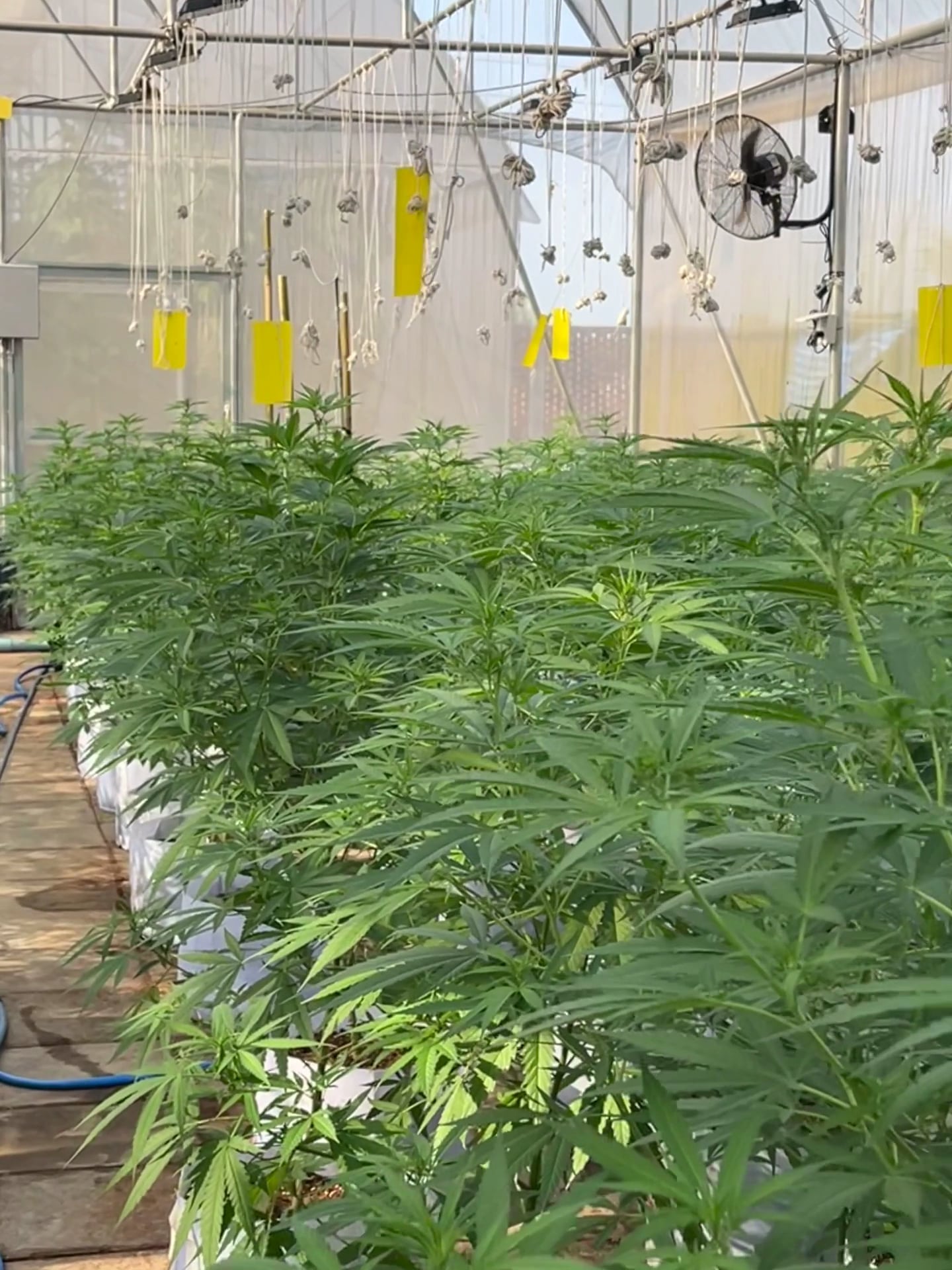 High Harvest Cannabis Gallery Shop & Farm Weed