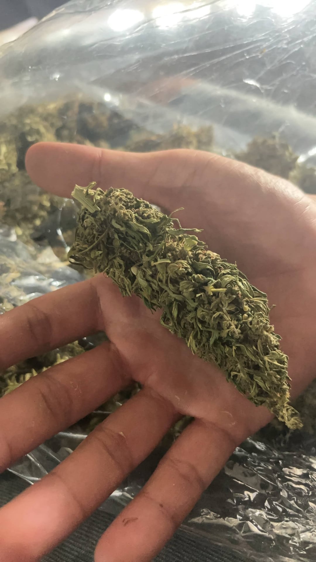 K. G. Buds