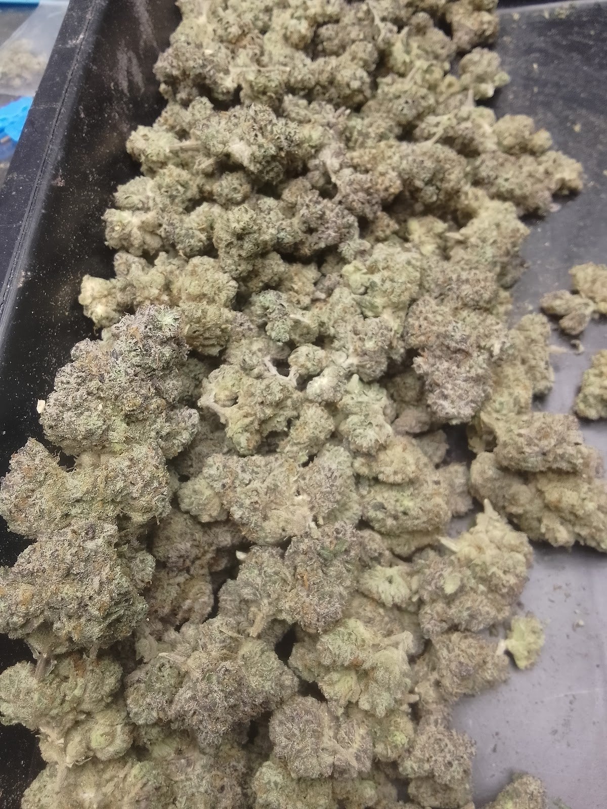 Farm Jungle