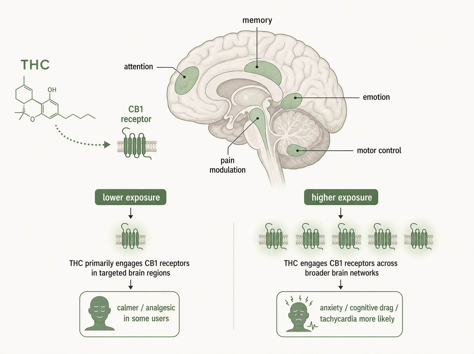 Diagram showing THC binding to CB1 receptors and how lower and higher exposure can lead to different effects.
