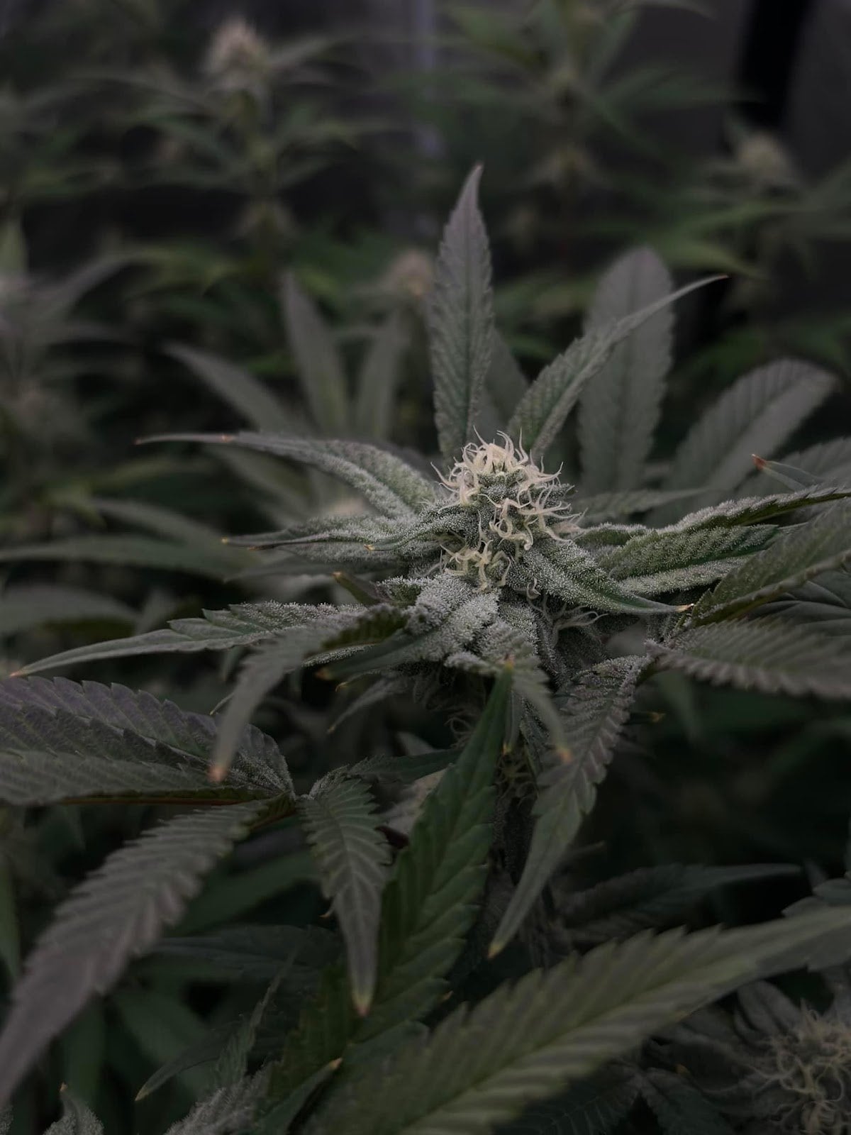 GrowSaX Cannabis Zharbhai Ln