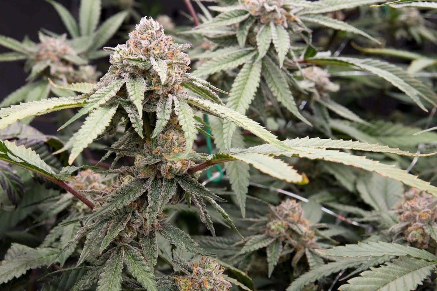 Kaengkhoi Cannabis